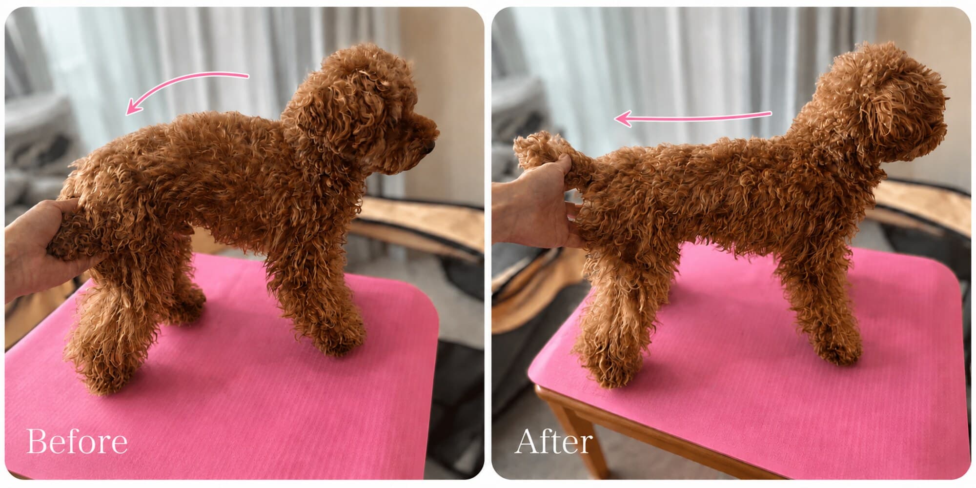 ドッグアロママッサージ前後のトイプードルの立ち姿の比較(Before/After)