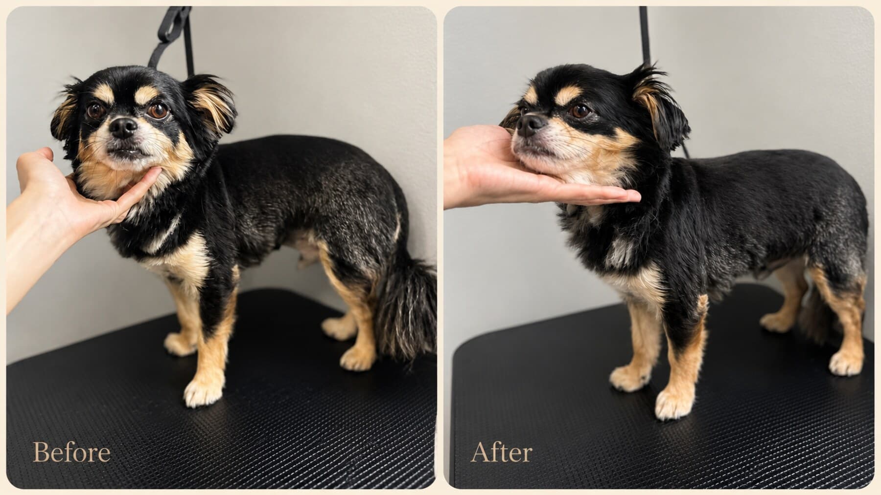ドッグアロママッサージ前後の小型犬(ブラック×タン)の表情と姿勢の比較(Before/After)