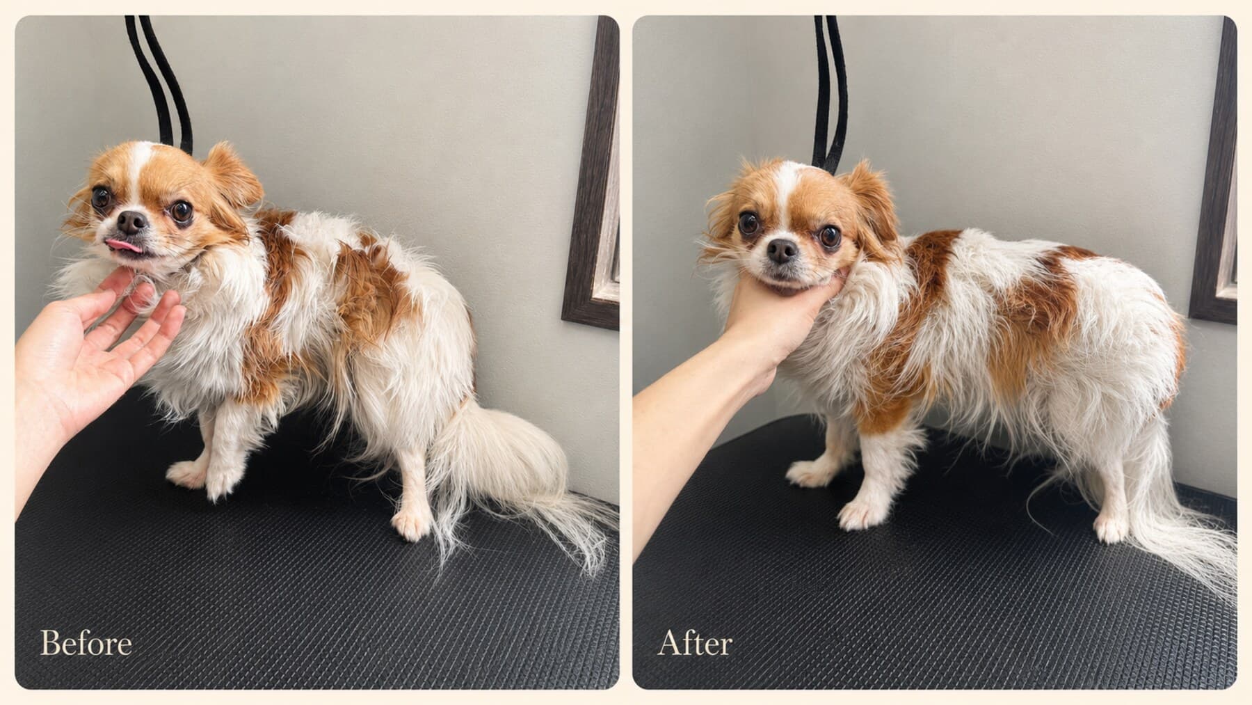 ドッグアロママッサージ前後の小型犬(ホワイト×ブラウン)の表情と姿勢の比較(Before/After)